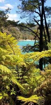 Coastal Views seen Through trees along the Abel Tasman Coastal Track