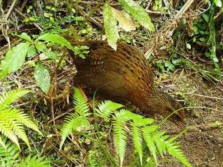 Weka along the track side view
