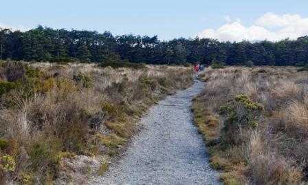 Tongariro Northern Circuit Track runs into the bush
