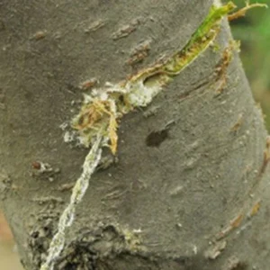 wire saw cutting through tree