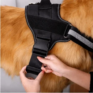 harness being fitted to a dog